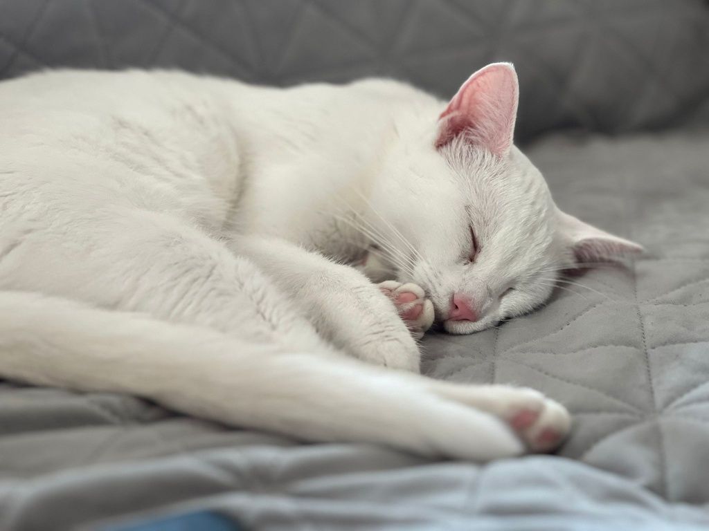 Przepiękna, zakochana w człowieku Lucynka do adopcji