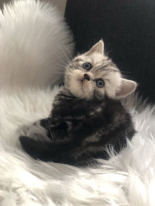 Віскас мраморна котятка супер преміум кошенята