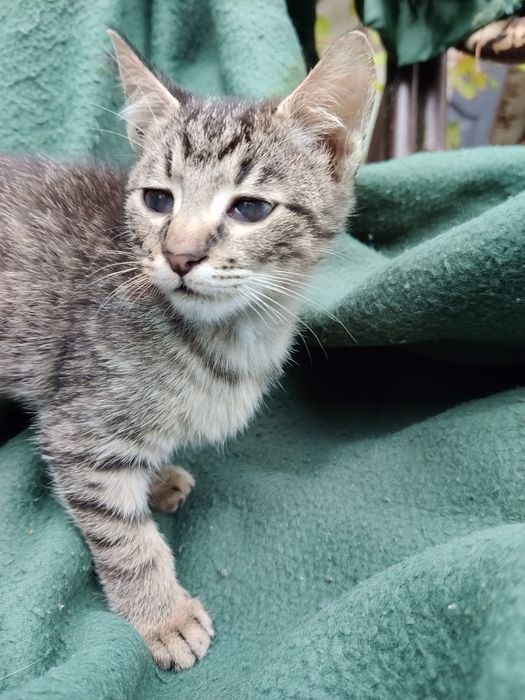 Котика в добрі руки