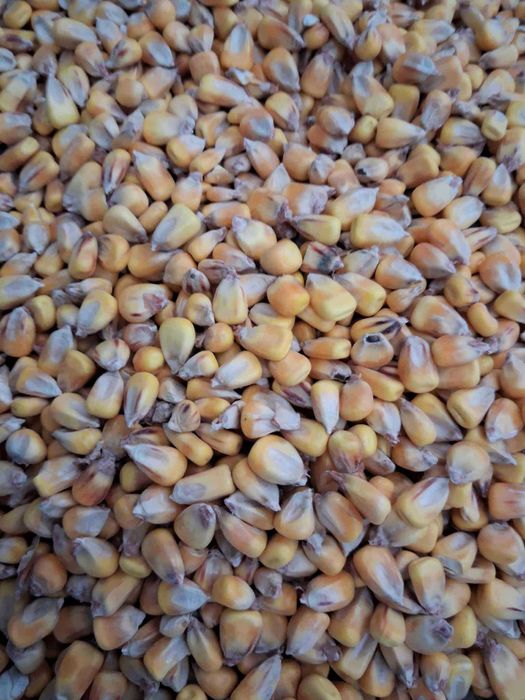 Sprzedam ziarno drobne kukurydzy suchej