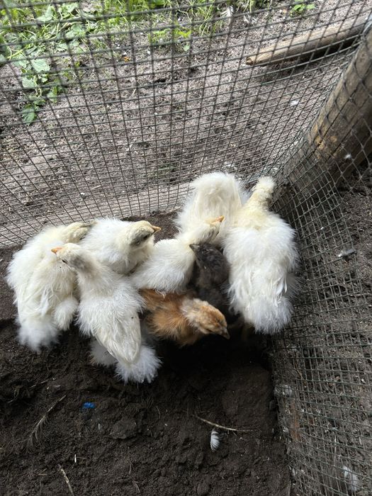 Pintos de Sedosas do Japão