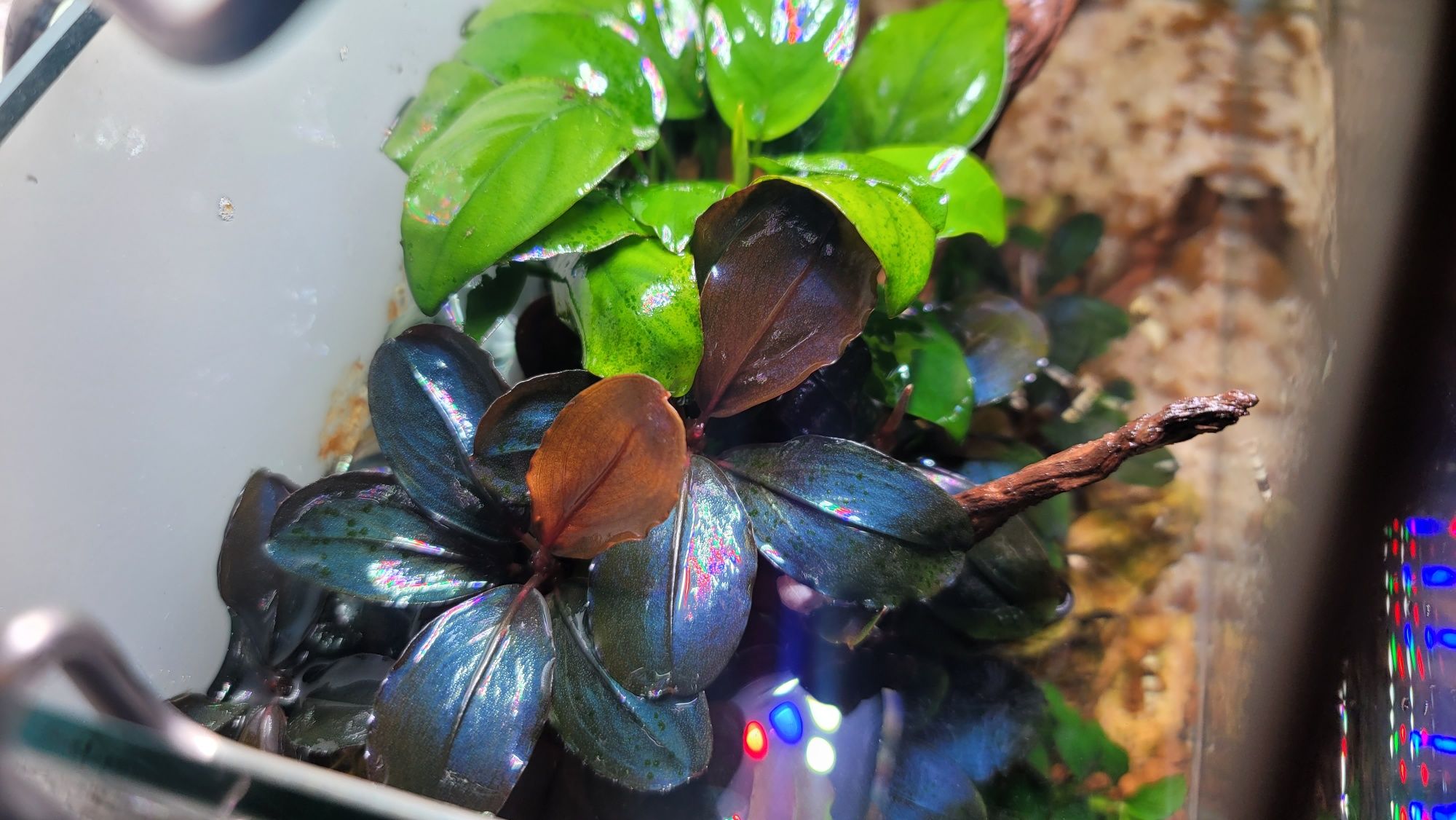 Буцефаландра Bucephalandra sp. Super Blue type Round