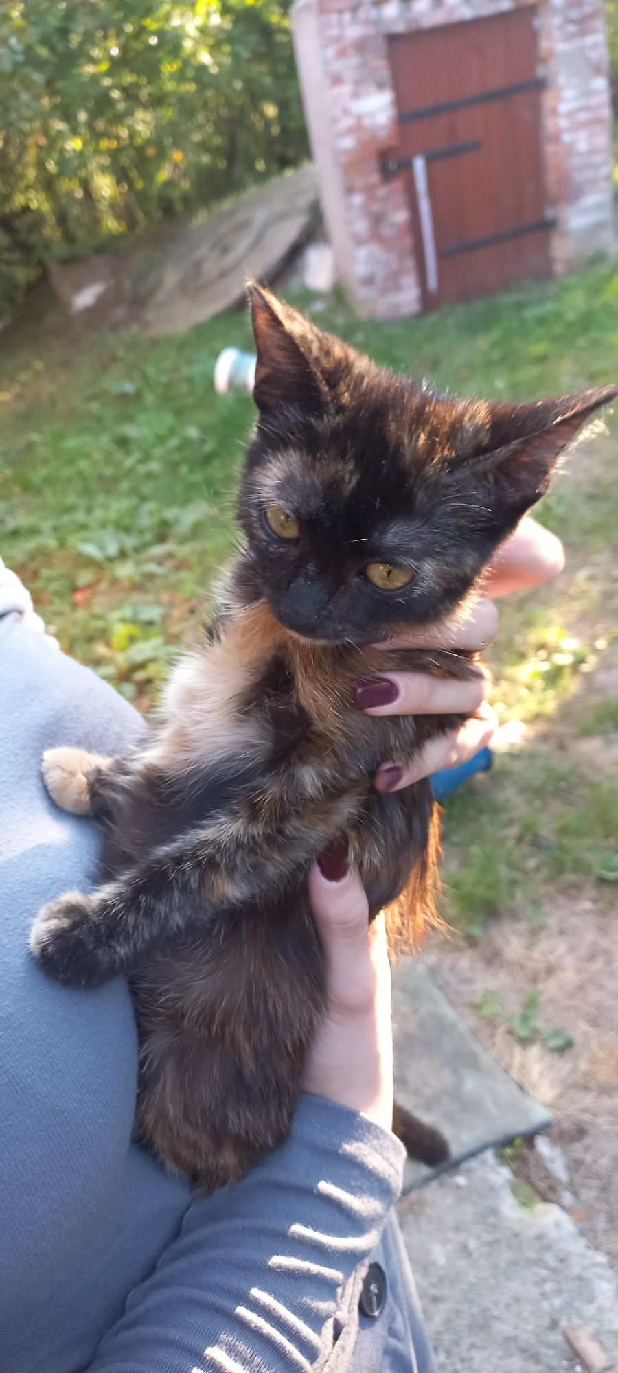 Подарую гарних Котиків