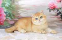 Клубный котик британская золотая шиншилла