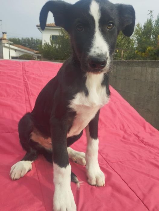 Pastor para adoção muito responsável