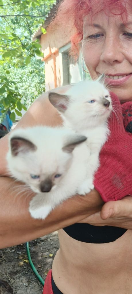 Кошенята, хлопчики 2 місяці