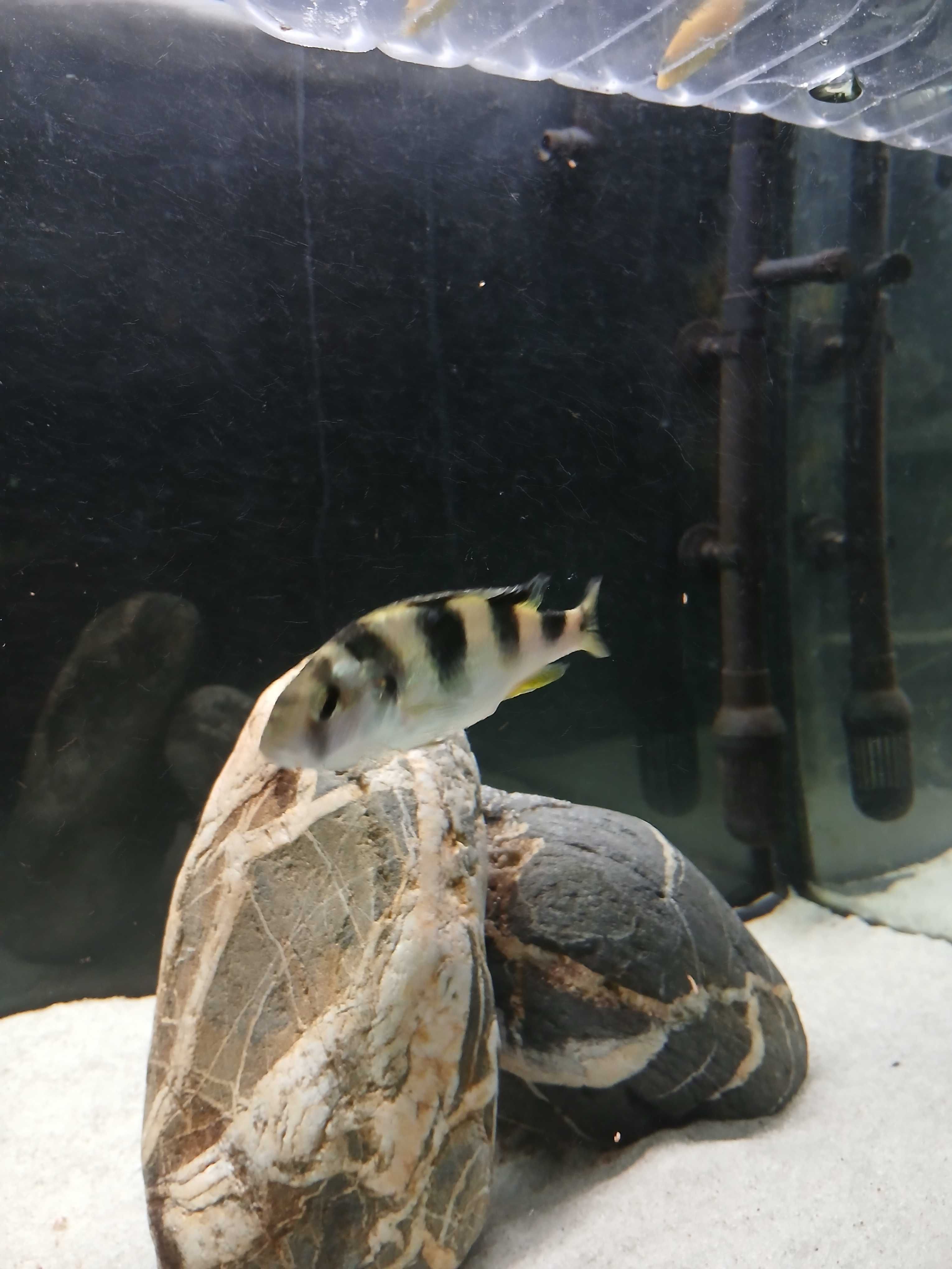 Ciclideos Astatotilapia Latifasciata