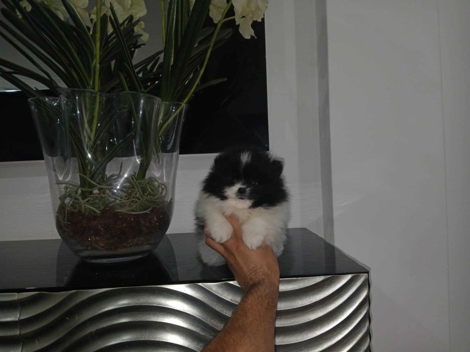 Spitz Alemão Anão e/ou Lulu da Pomerânia MACHO BICOLOR com  LOP  AFIXO