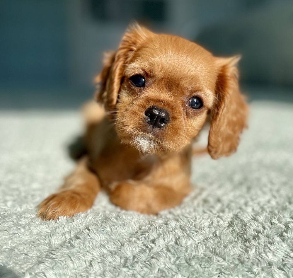 Cavalier king charles spaniel