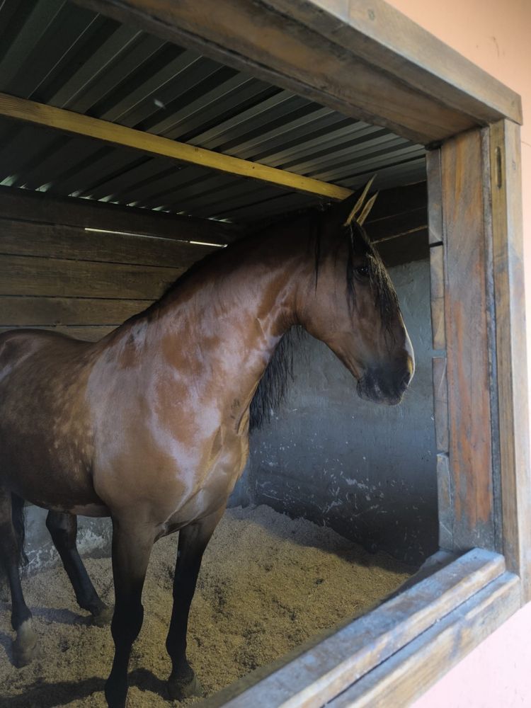 Cavalo puro sangue lusitano