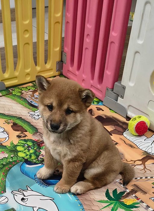 Śliczna suczka Shiba Inu