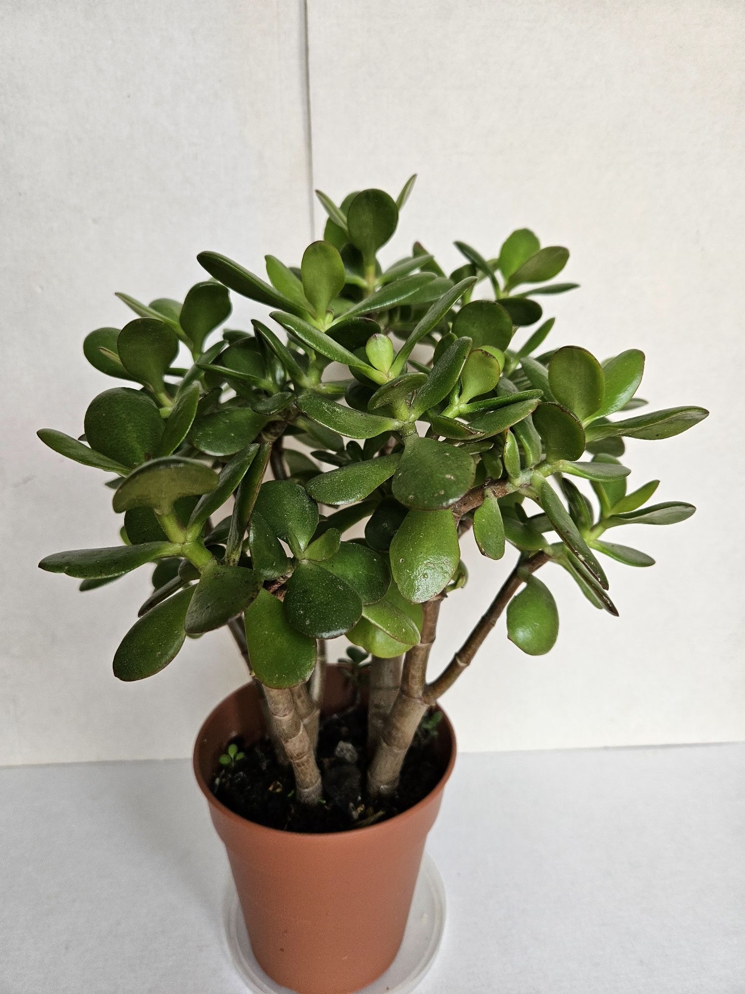 Suculenta Planta Jade Vaso 12 cm