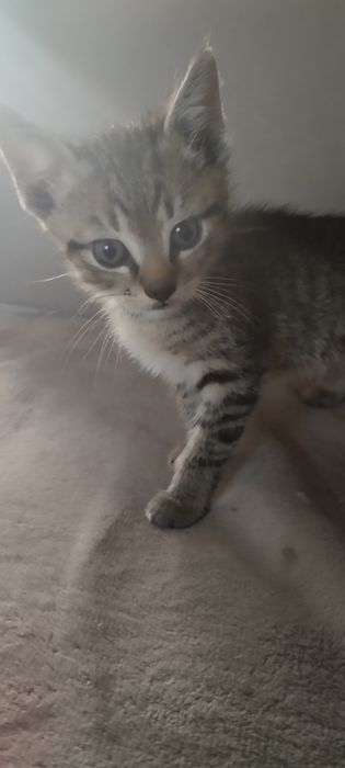 Kotki szukają kochających domów