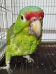 Amazona Autumnalis
