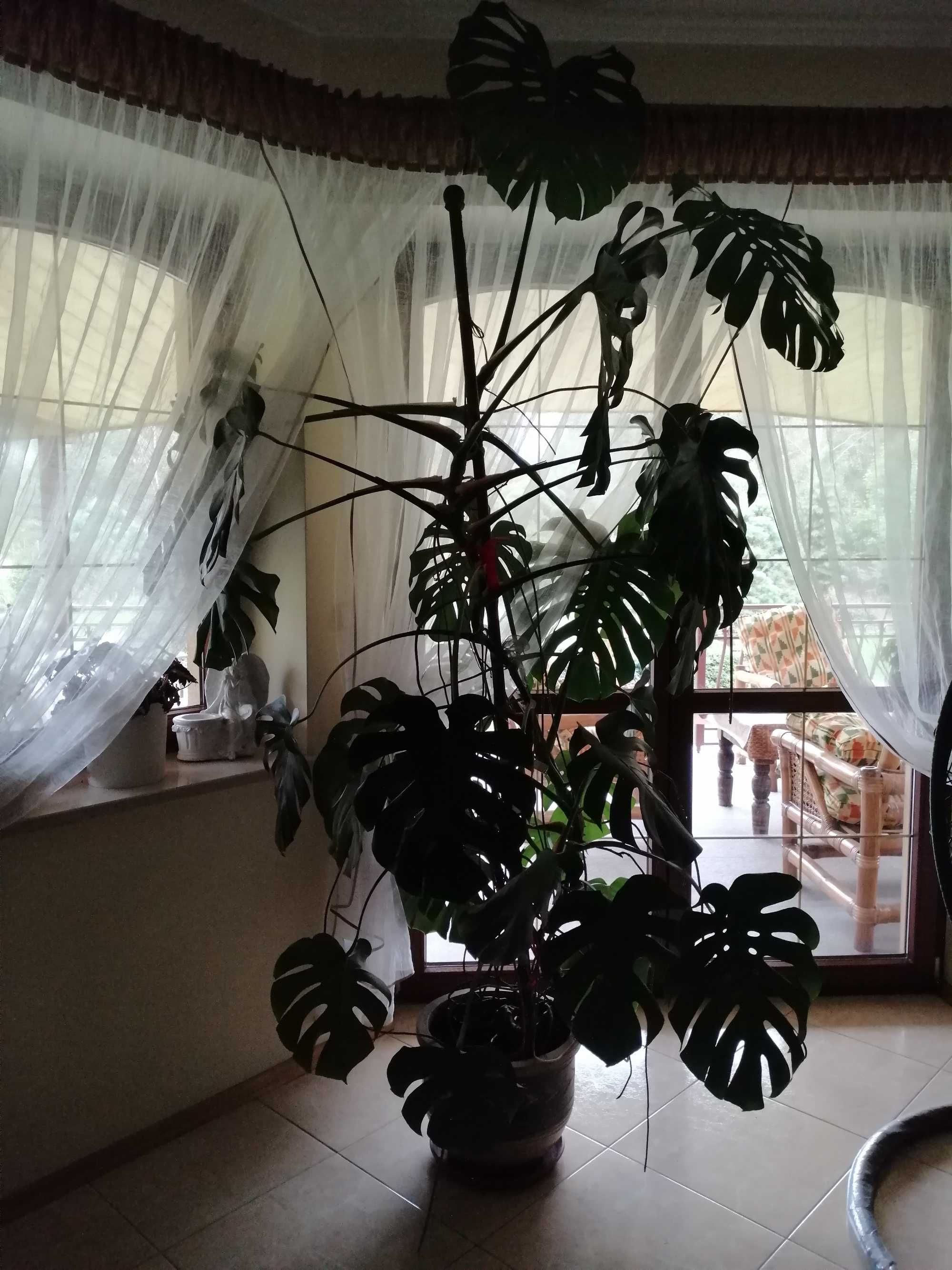 Kwiat Monstera deliciosa/dziurawa 2,7m - Wielka ozdoba Twojego wnętrza