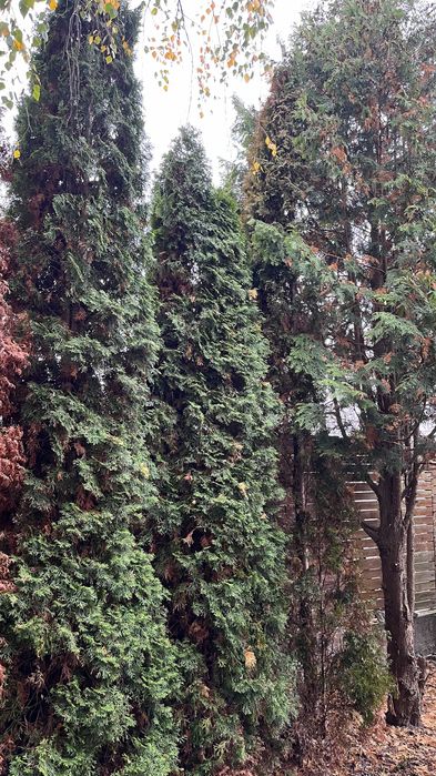 tuja szmaragd 2,5-4 m, cis pospolity, tuje, żywopłot,