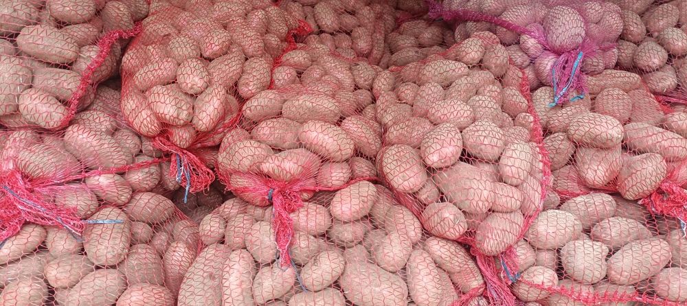 Ziemniaki czerwone Bellarosa 15 kg