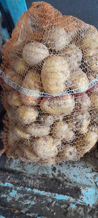 Świeże Warzywa dla Gastronomii Sklepów i Kebabów