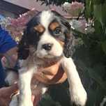 Cavalier King Charles Spaniel