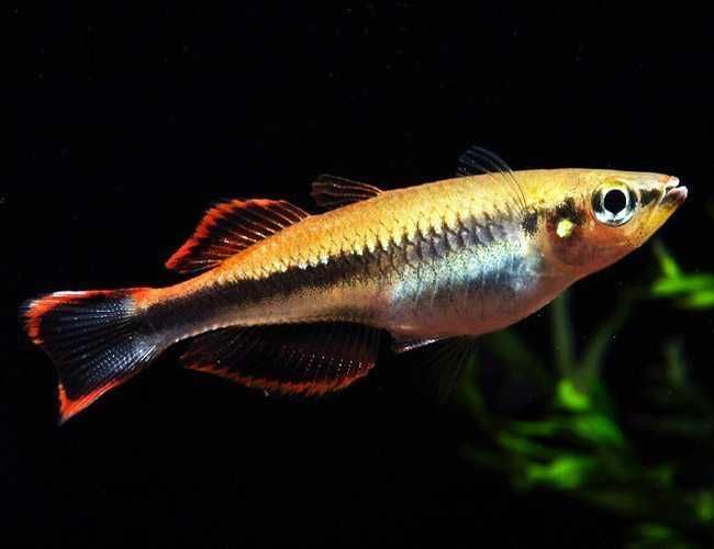 Bedocja madagaskarska - Aterynka - Bedotia geayi - dowozimy, wysyłamy