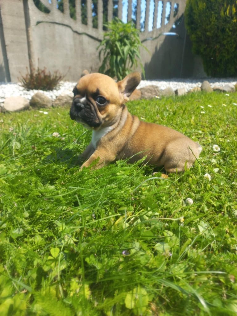 Buldog Francuski do rezerwacji