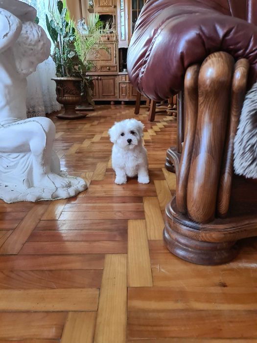 SUCZKA   maltańczyk