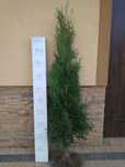 Tuja kolumnowa, kolumna na żywopłot sadzonki 140-160cm
