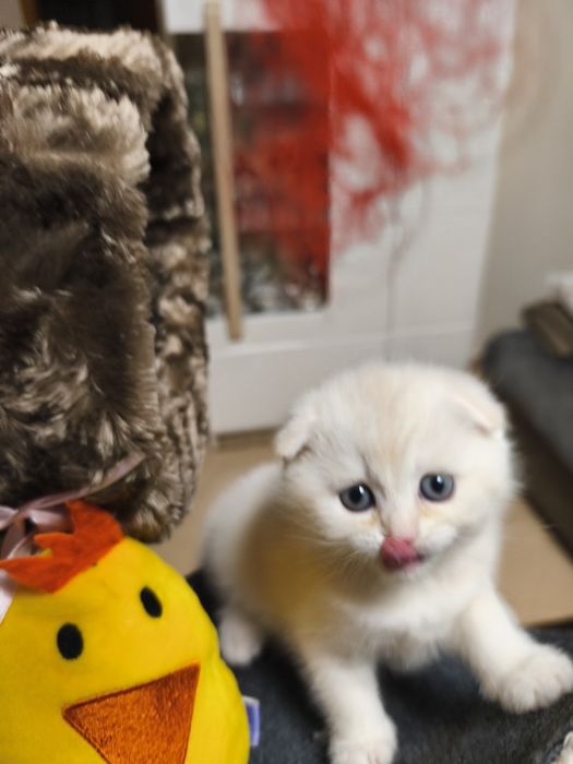 Gatinho Scottish fold
