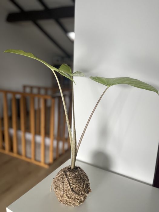 Kokedamas únicos e originais