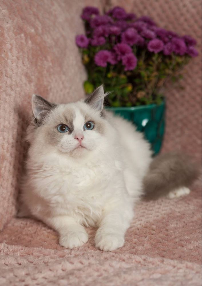 Котенок  рэгдолл, крупный, ласковый игривый ребенок