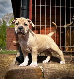 Amerykański Pitbull Terrier szczeniak samiec