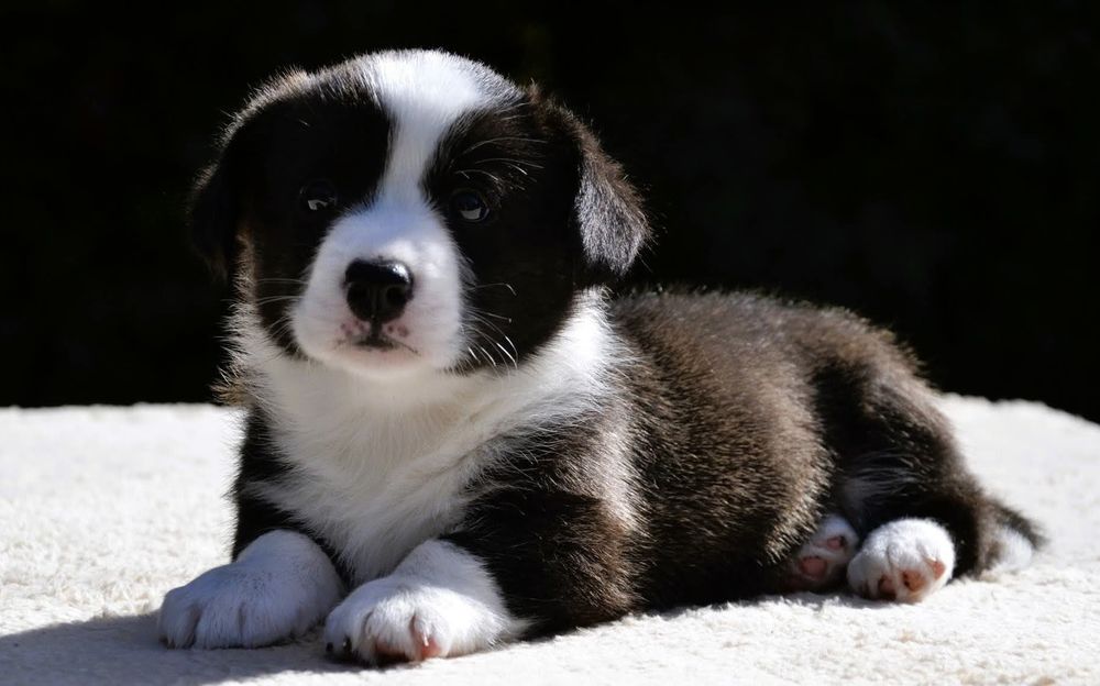 Welsh Corgi Cardigan zima 2025