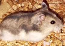 Hamsters com um mês