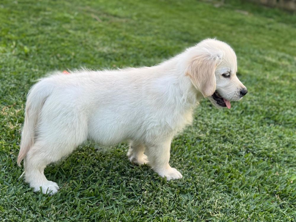 Golden Retriever com Lop e afixo
