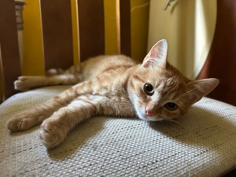 Oddam za darmo 2 kotki