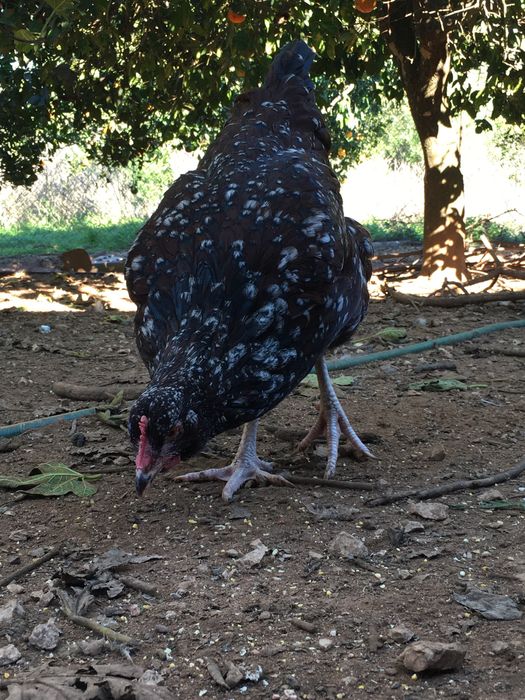 Casal sussex tricolor