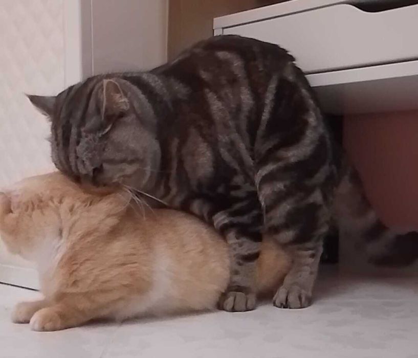 В'язка. Скоттіш страйт