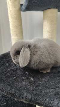 Mini lop rasowy królik karzełek miniaturka baranek