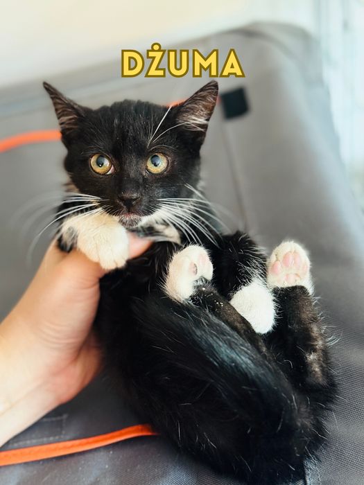 Ponad 40 KOCIĄT czeka na domy w schronisku pod Warszawą!!!