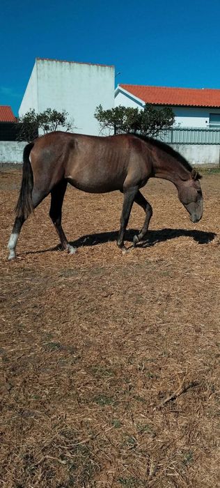 Poldra Puro Sangue Lusitano