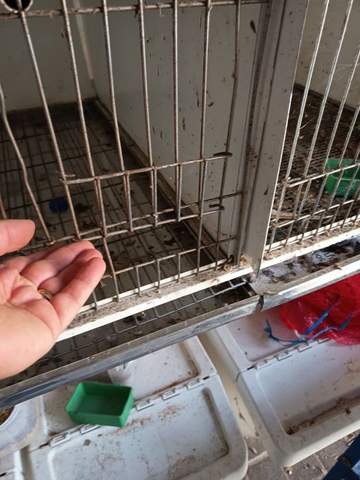 Gaiola ideal para criar à mão