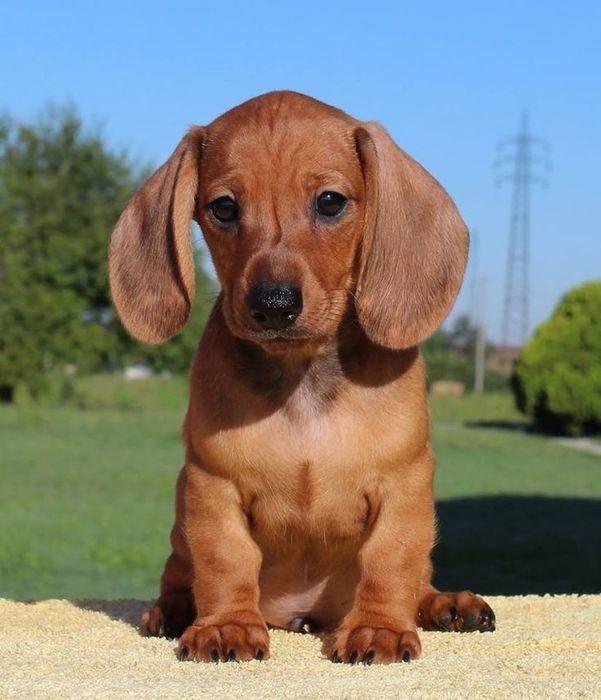 Маленька пані з великим серцем