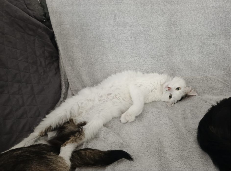 Cudowny kocurek Lizak szuka domku