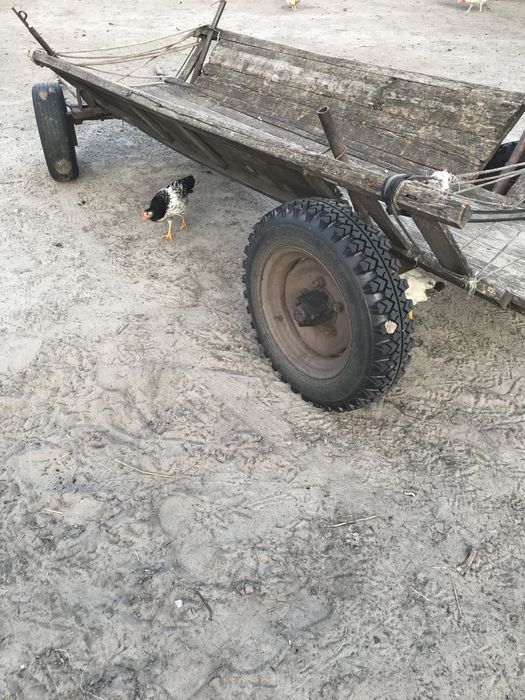 Продам кінний віз.