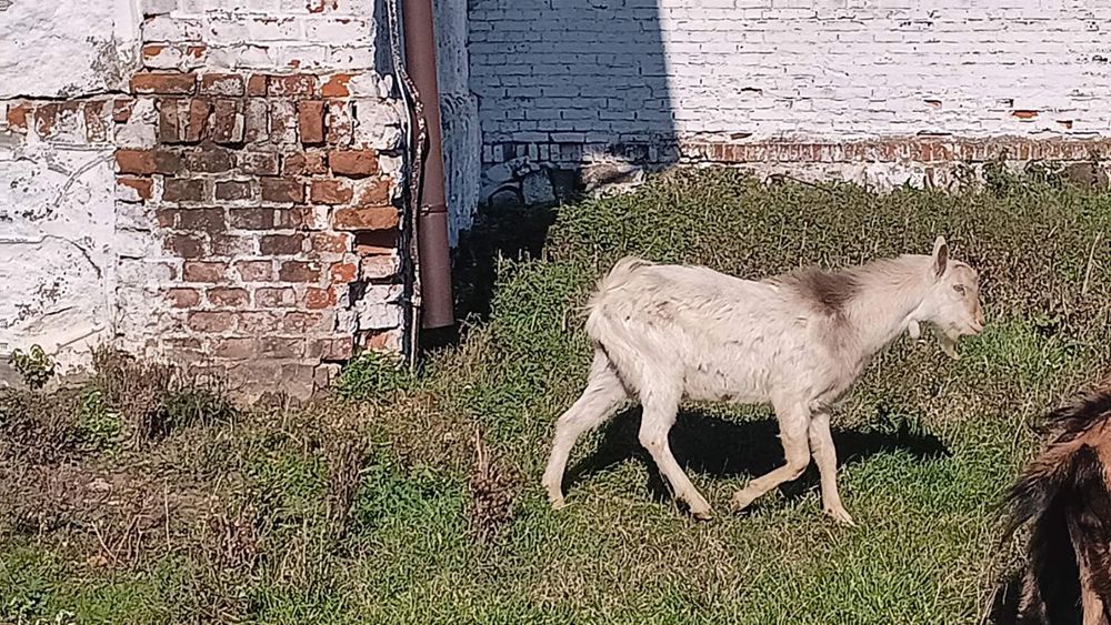 Młode  koziołki...