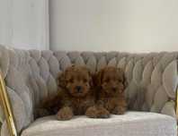 Cavapoo - hybryda