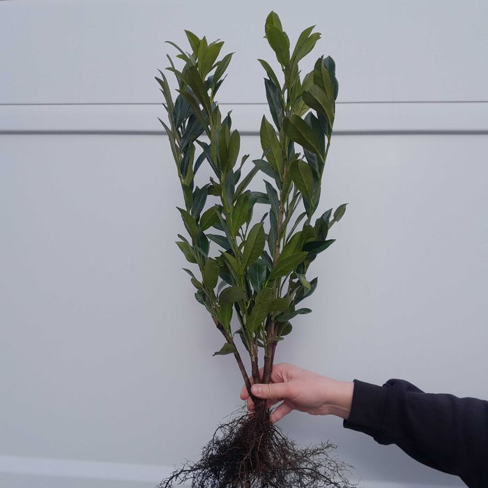Laurowiśnia wschodnia Caucasica, Novita! Sadzimy! Prunus! 150 cm!
