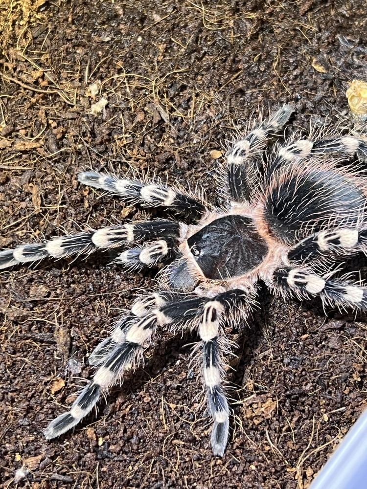 Продам самку Acanthoscurria geniculata