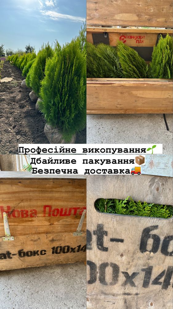 Туя Ауреа Нана H 0.70 м - 1.50 м