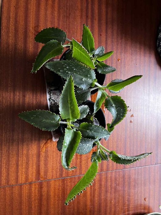 Żyworódka pierzasta